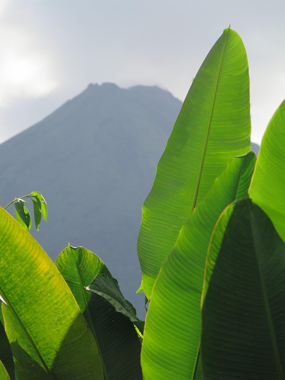hot springs lafotuna volcano, arenal volcano, la fortuna, costa rica, rain forest lush vegetation, giant plants, giant leaf, arenal volcano, la fortuna, la fortuna, la fortuna, la fortuna, la fortuna, giant leaf